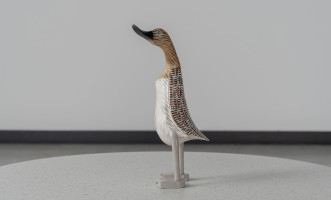 Duck Straight Looking
