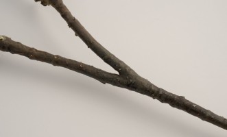 Artificial Kapok Tree Branch H90cm
