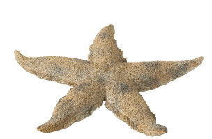 Starfish Polyresin Br/Go L