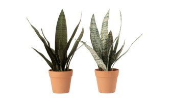 Sansevieria M Assortment Of 2