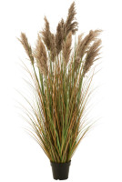 Pampas Grass 13 Heads In Pot L