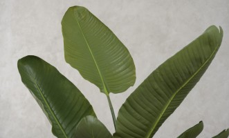 Artificial Traveler Banana Tree, H 120 cm