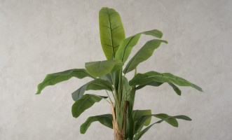 Artificial Banana Tree, H 205 cm
