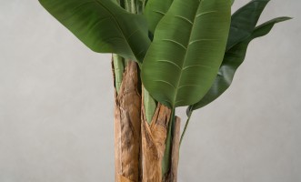 Artificial Banana Tree, H 150 cm