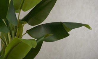 Artificial Banana Tree, H 220 cm
