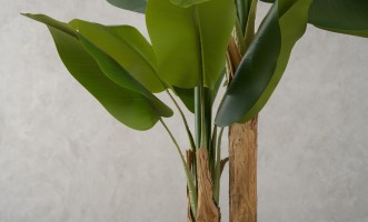 Artificial Banana Tree, H 220 cm