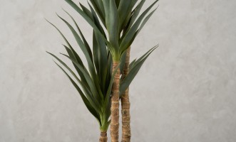 Artificial Yucca Tree, H 180 cm
