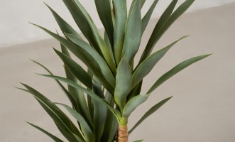 Artificial Yucca Tree, H 180 cm