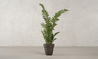 Artificial Plant Zamioculcas, H 130 cm