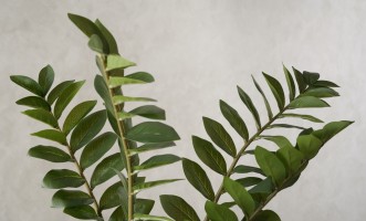 Artificial Plant Zamioculcas, H 130 cm