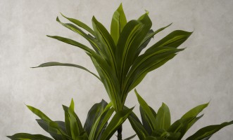 Artificial Plant Dracaena, H 150 cm