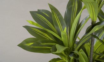 Artificial Plant Dracaena, H 150 cm