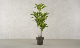 Artificial Plant Dracaena, H 150 cm