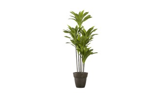 Artificial Plant Dracaena, H 150 cm
