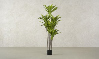 Artificial Plant Dracaena, H 150 cm