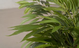 Artificial Willow Tree, H 150 cm