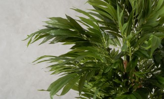 Artificial Willow Tree, H 180 cm