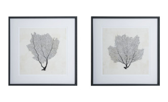 Sea Fan Sketches Set of 2 Posters