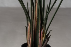 Strelitzia Traveler Decorative Plant Green (13 leaves)