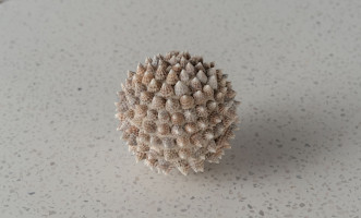 Pike Ball Shells White L