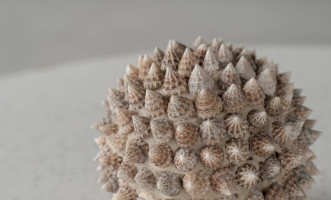 Pike Ball Shells White L