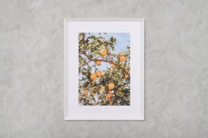 Lemons Poster