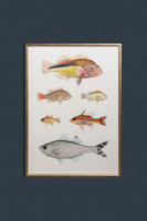 Fishy Loveliness Poster