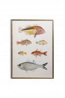 Fishy Loveliness Poster