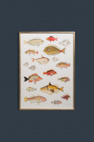 Symphony of Fishes Poster