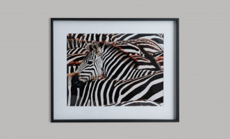 Poster Zebras