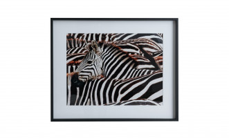 Poster Zebras