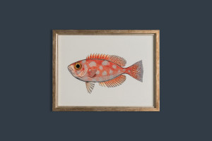 Fishes Posters (Horizontal), set of 6 pcs