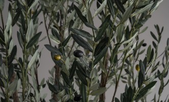 Artificial Olive Tree H300 cm