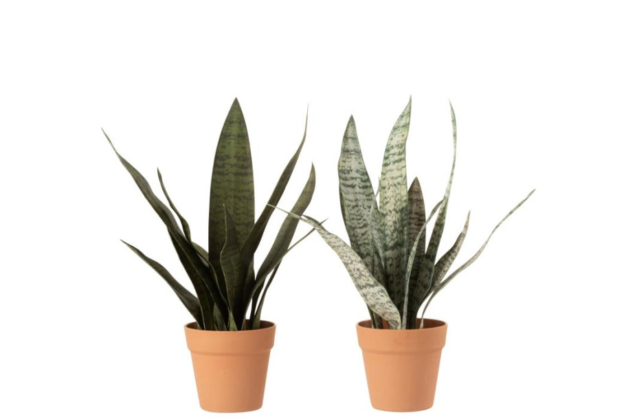 Sansevieria M Assortment Of 2