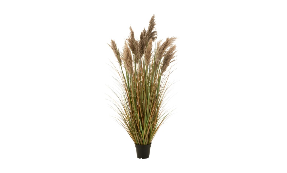 Pampas Grass 13 Heads In Pot L