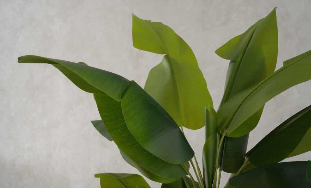 Artificial Banana Tree, H 220 cm