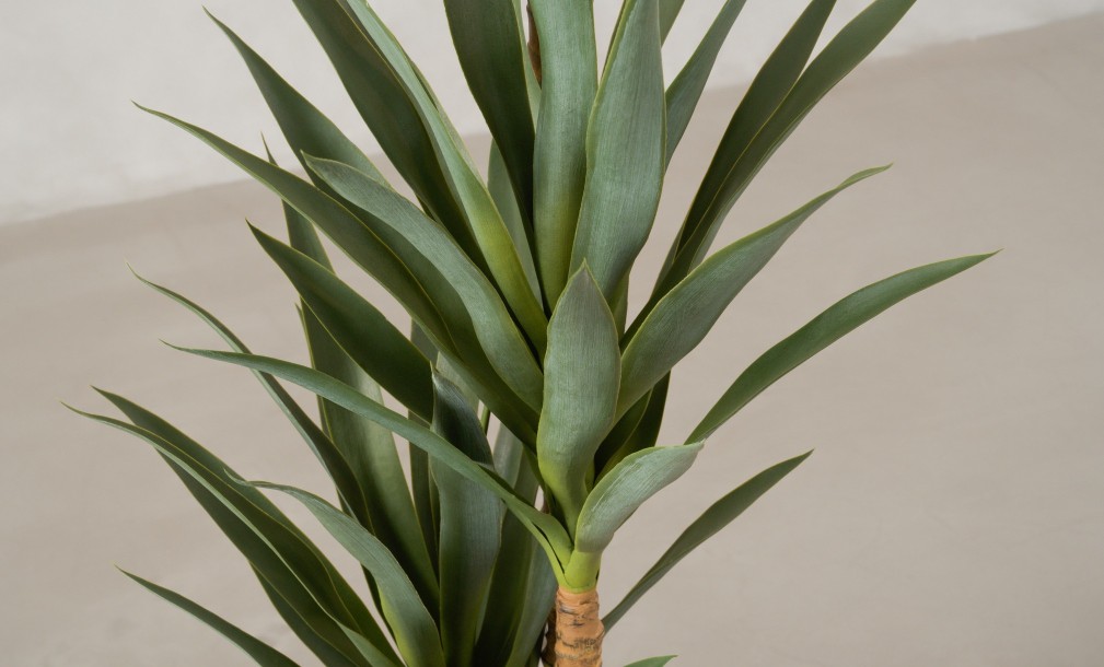 Artificial Yucca Tree, H 180 cm