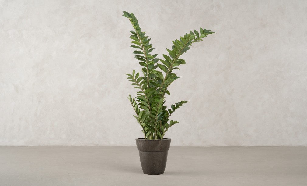 Artificial Plant Zamioculcas, H 130 cm