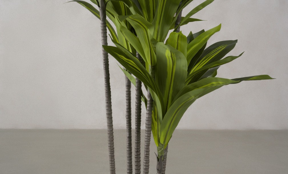 Artificial Plant Dracaena, H 150 cm