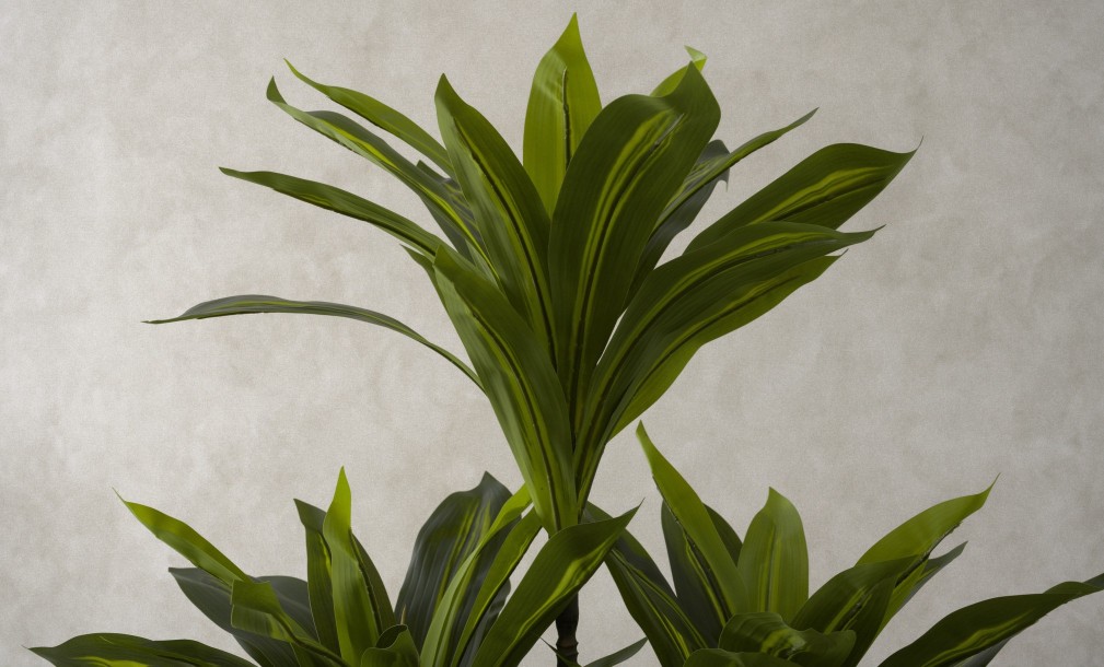 Artificial Plant Dracaena, H 150 cm