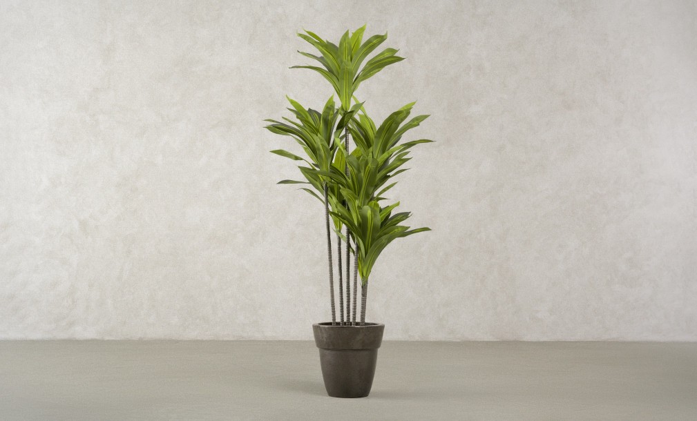 Artificial Plant Dracaena, H 150 cm