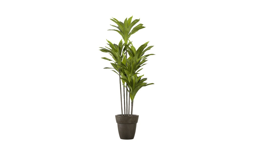 Artificial Plant Dracaena, H 150 cm