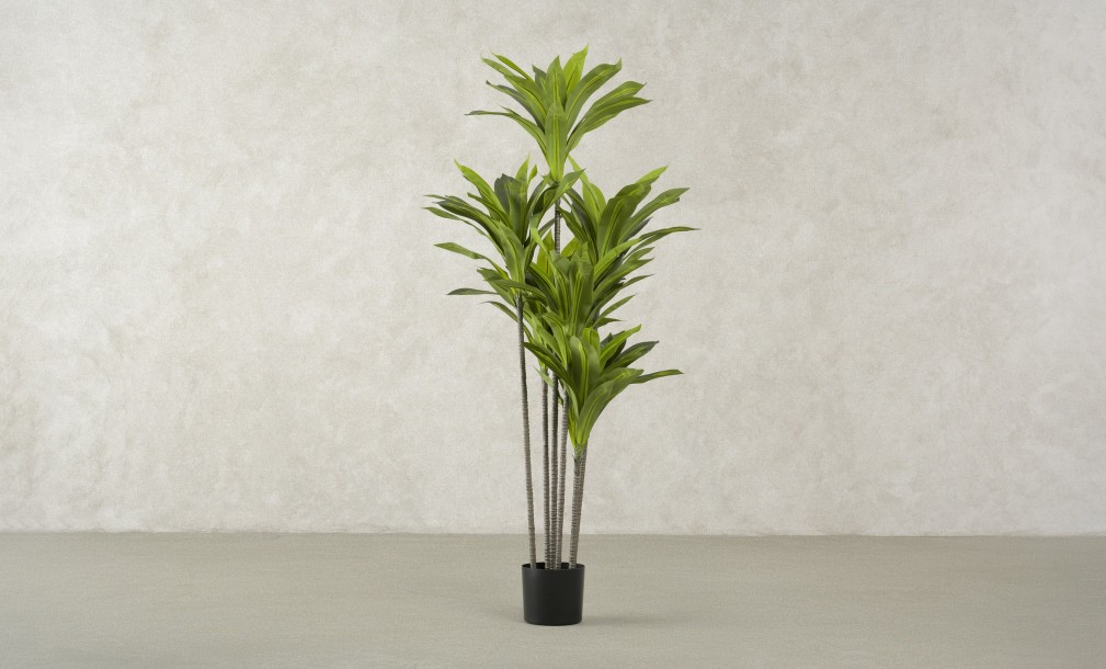Artificial Plant Dracaena, H 150 cm