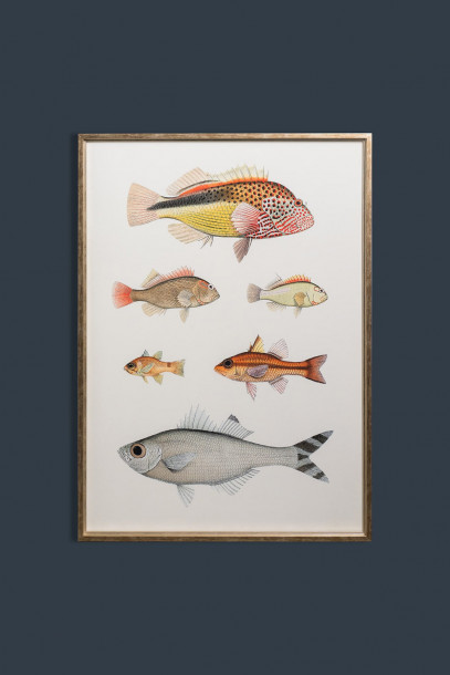 Fishy Loveliness Poster