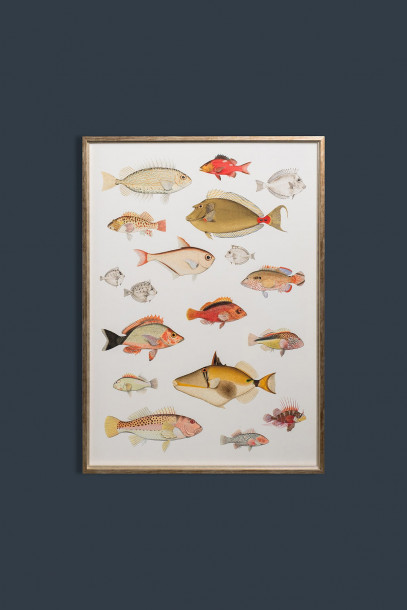 Symphony of Fishes Poster