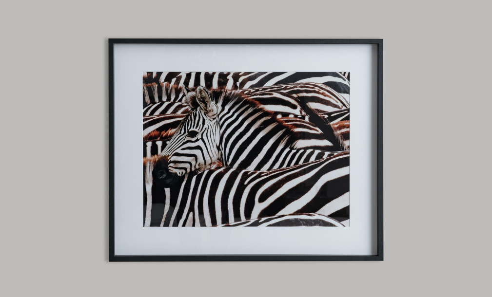 Poster Zebras