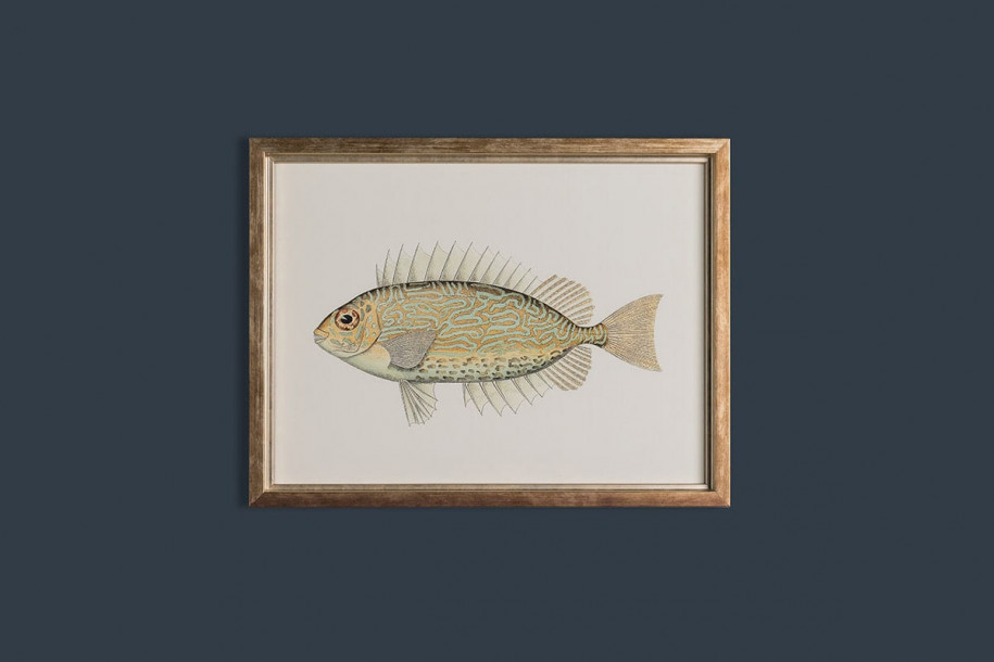 Fishes Posters (Horizontal), set of 6 pcs