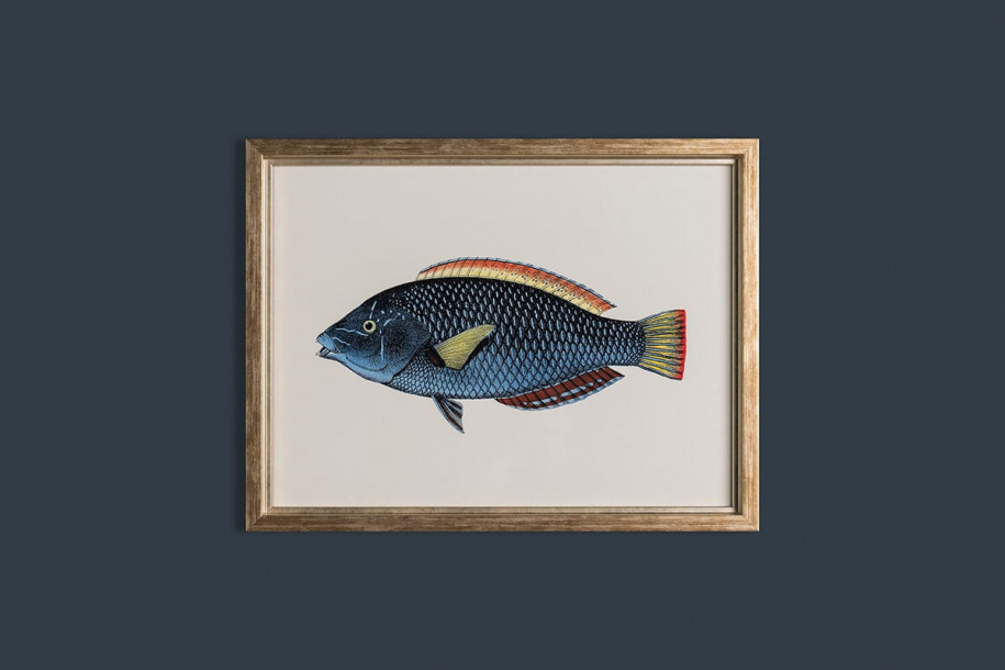 Fishes Posters (Horizontal), set of 6 pcs
