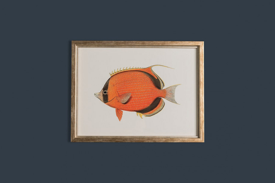 Fishes Posters (Horizontal), set of 6 pcs