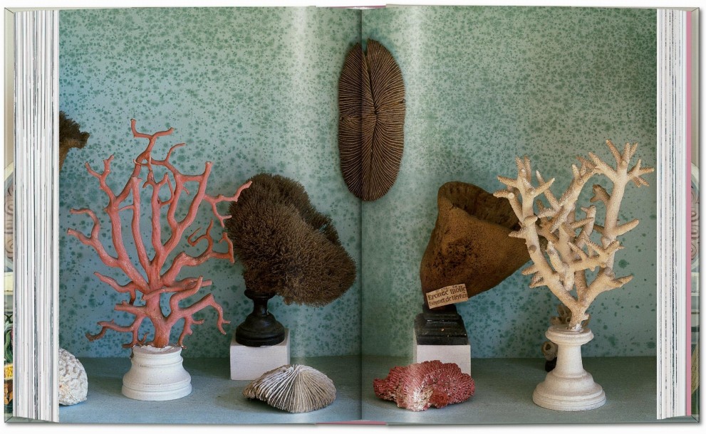 Cabinet Of Curiosities